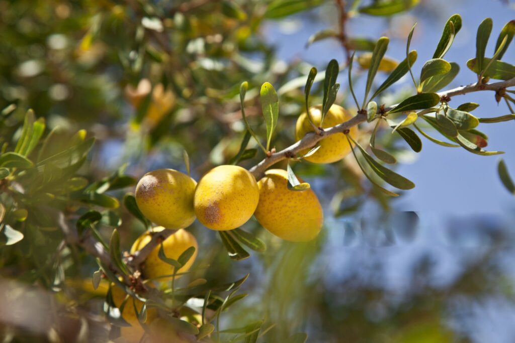 نبات الارجان وتظهر ثماره باللون الاصفر وهي التي يتم استخراج منها زيت الأرغان Argan Oil