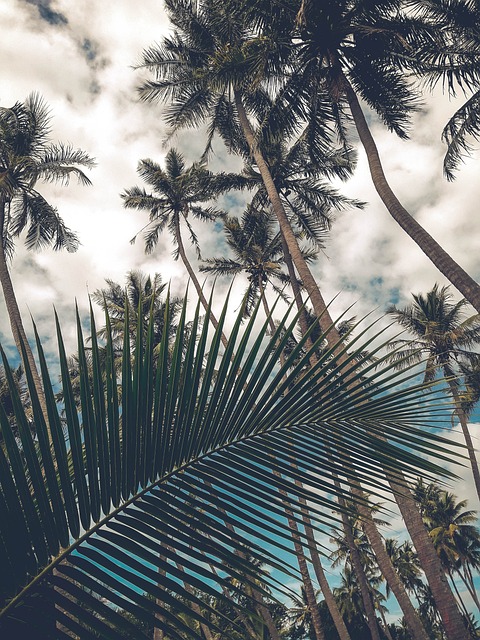 coconut trees, fins, sky, coconut, tree, palm, tropical, nature, summer, holiday, hot, calm, side, sheets, plants, green, foliage, landscape, coconut, coconut, coconut, palm, palm, palm, palm, palm, tropical, tropical