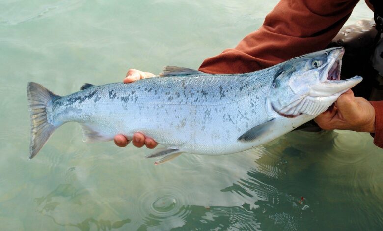 sockeye, salmon, kenai, fish, wild, red, nature, river, wildlife, water, fishing, alaska, silver salmon, alaskan, outdoor, kenai river, salmon, salmon, salmon, salmon, salmon