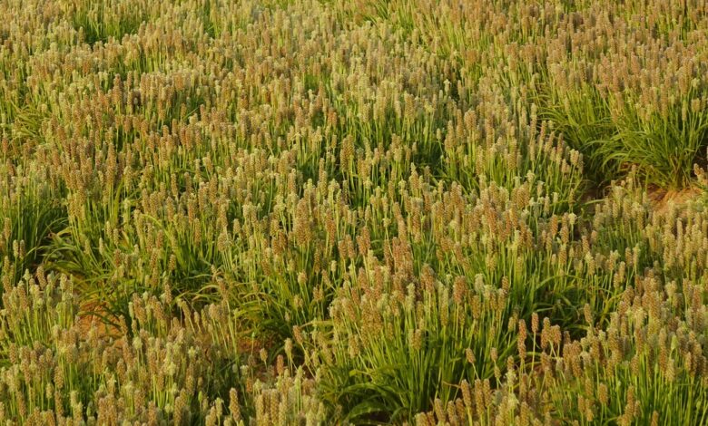 isabgol, crop, plantago ovata, medicinal, laxative, psyllium, ispaghula, cultivation, cash crop, rajasthan, india, isabgol, isabgol, plantago ovata, psyllium, psyllium, psyllium, psyllium, psyllium