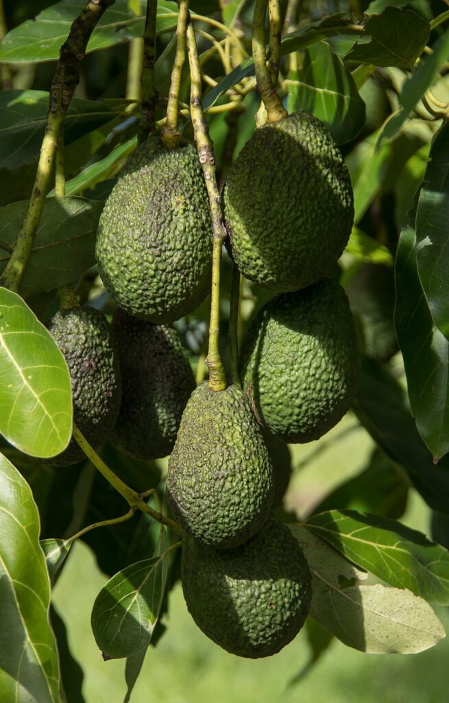 ثمار شجرة الافوكادو الخضراء