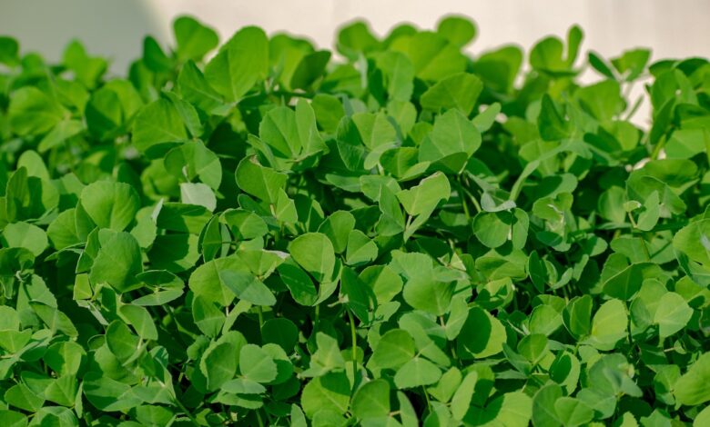 نبات الحلبة Fenugreek